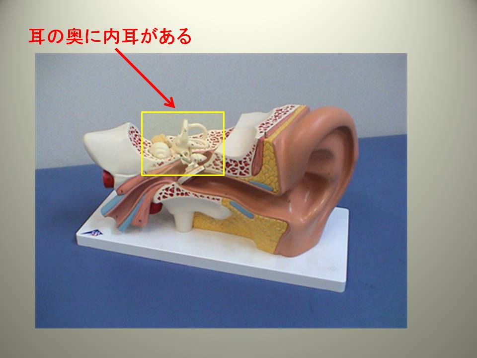 前庭動眼反射の仕組み