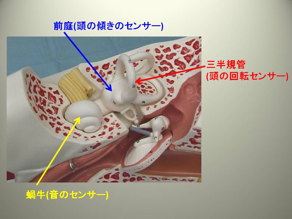 前庭動眼反射の仕組み