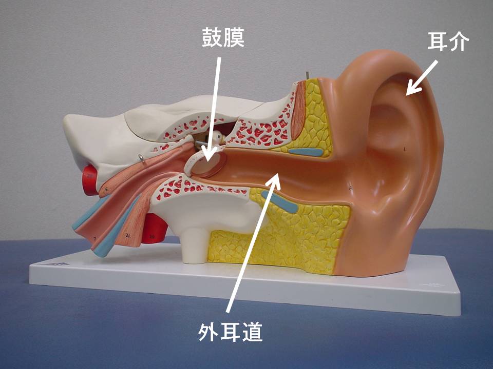 きこえの仕組みと難聴を起こす病気