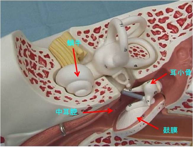きこえの仕組みと難聴を起こす病気