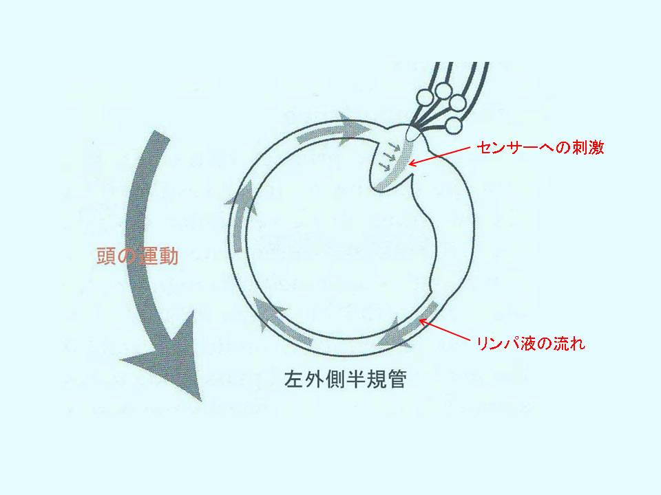 三半規管の反応が回転運動を認知させる。