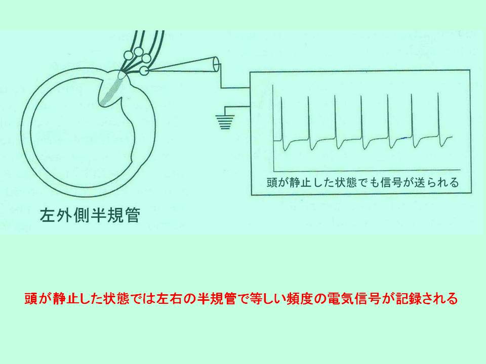 頭が制止した状態では左右の半規管で等しい頻度の電気信号が記録される