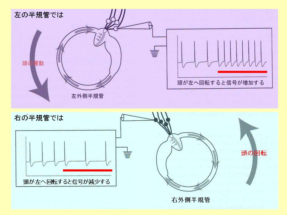 頭を動かした時、左右の半規管からの電気信号が異なる