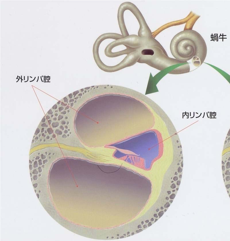 きこえの仕組みと難聴を起こす病気