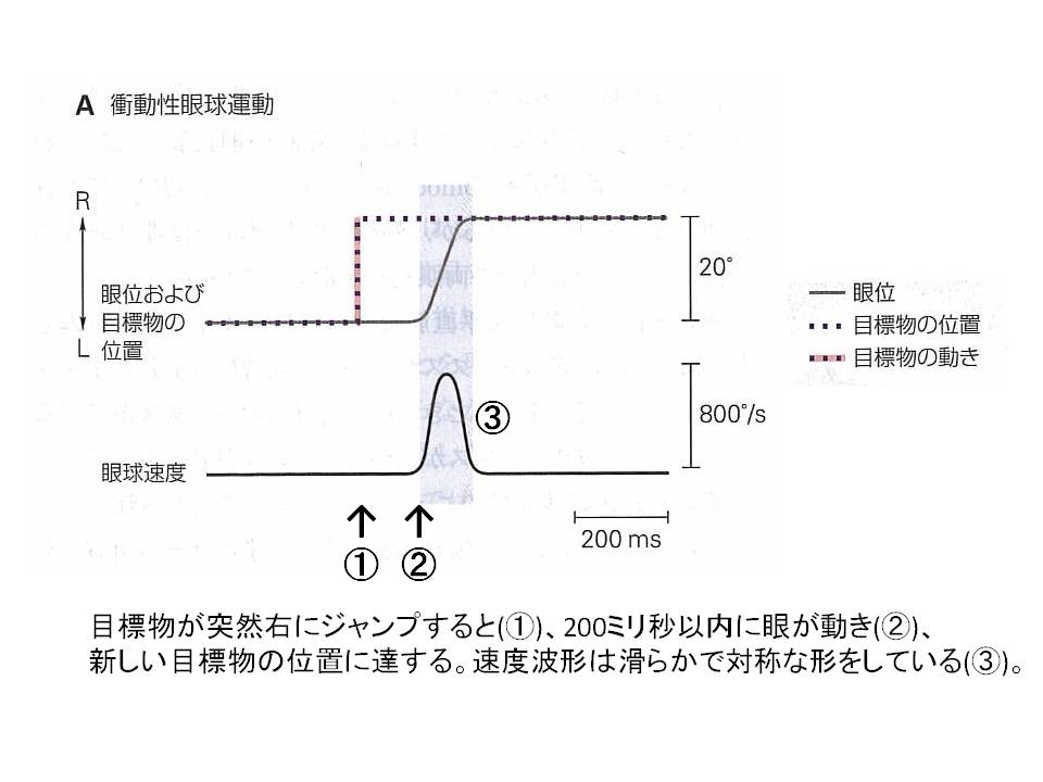 衝動性眼球運動の特性