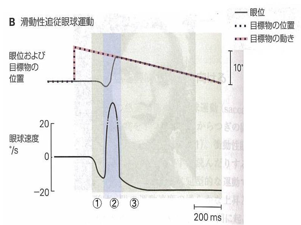 滑動性追従性眼球運動の特性