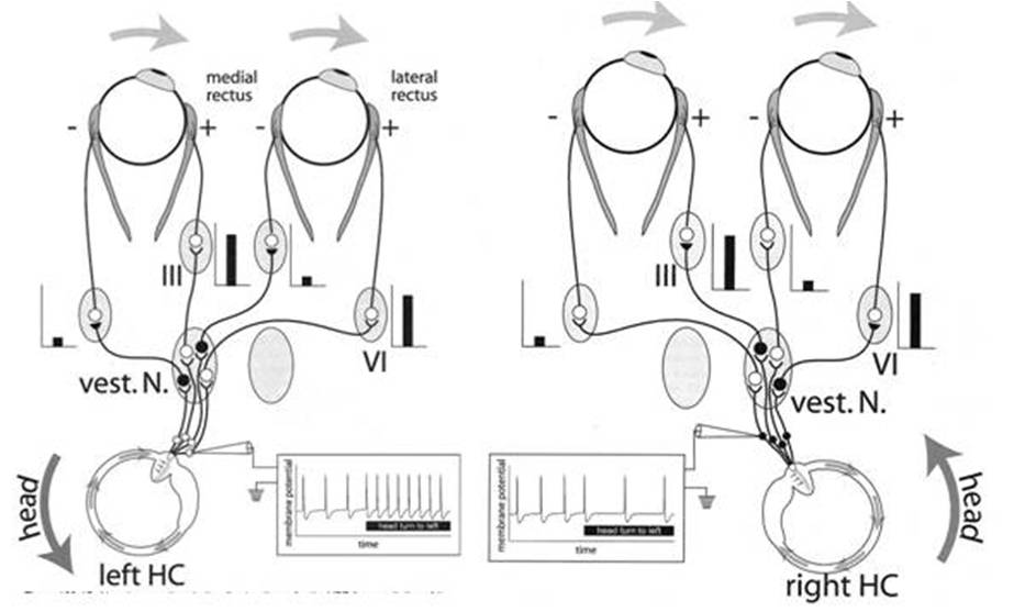頭を動かした時、左右の半規管からの電気信号が異なる