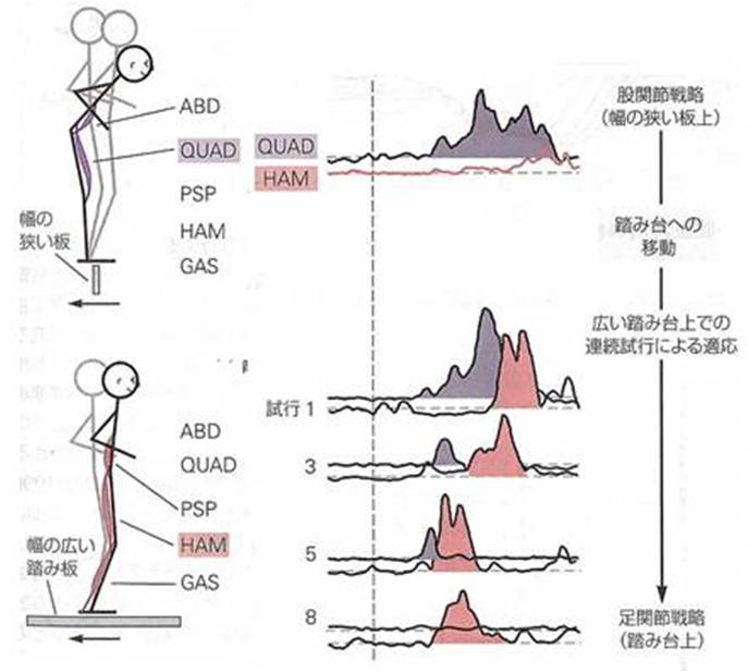足関節戦略と股関節戦略
